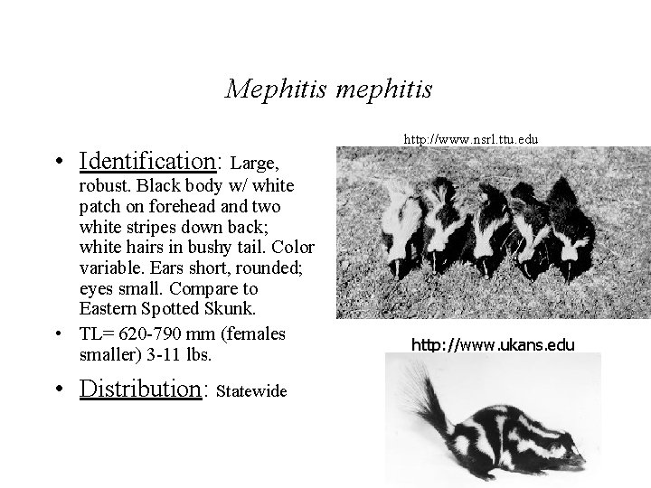 Mephitis mephitis • Identification: Large, robust. Black body w/ white patch on forehead and