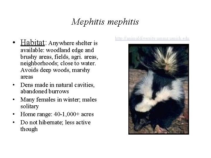 Mephitis mephitis • Habitat: Anywhere shelter is • • available: woodland edge and brushy