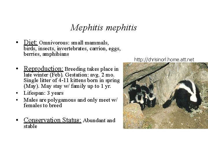 Mephitis mephitis • Diet: Omnivorous: small mammals, birds, insects, invertebrates, carrion, eggs, berries, amphibians