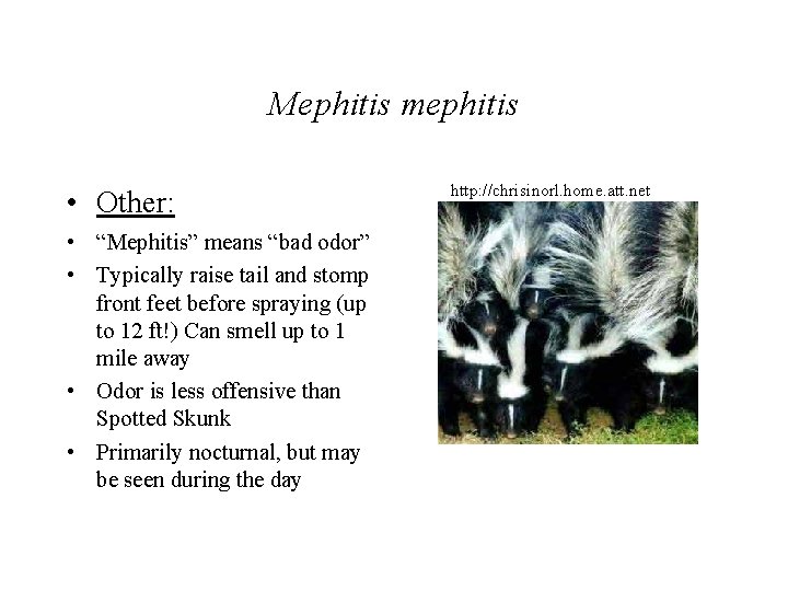 Mephitis mephitis • Other: • “Mephitis” means “bad odor” • Typically raise tail and