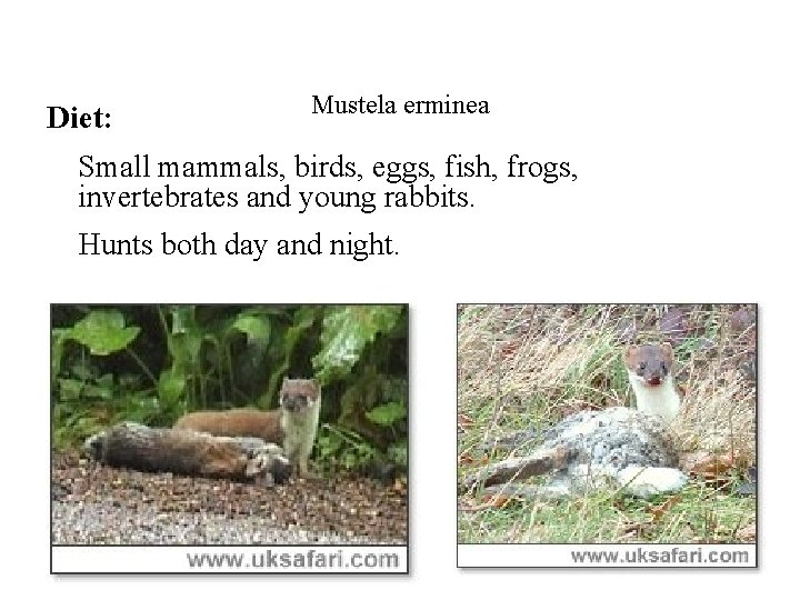 Diet: Mustela erminea Small mammals, birds, eggs, fish, frogs, invertebrates and young rabbits. Hunts