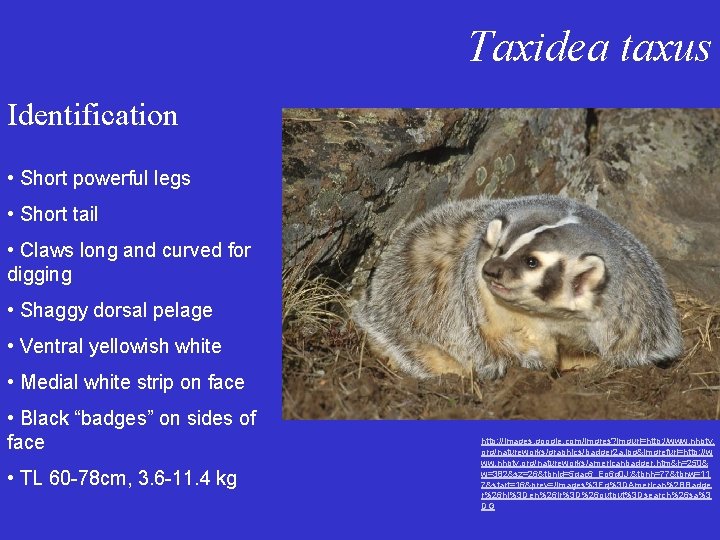 Taxidea taxus Identification • Short powerful legs • Short tail • Claws long and