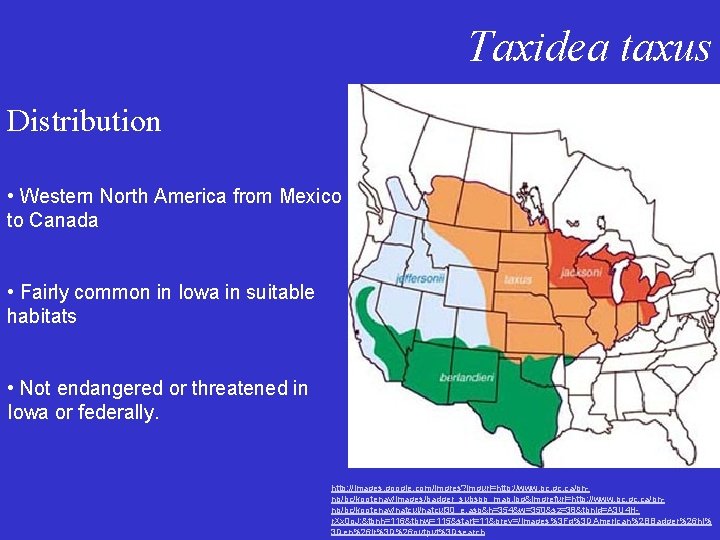 Taxidea taxus Distribution • Western North America from Mexico to Canada • Fairly common