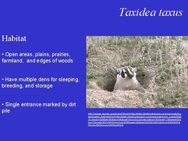 Taxidea taxus Habitat • Open areas, plains, prairies, farmland, and edges of woods •