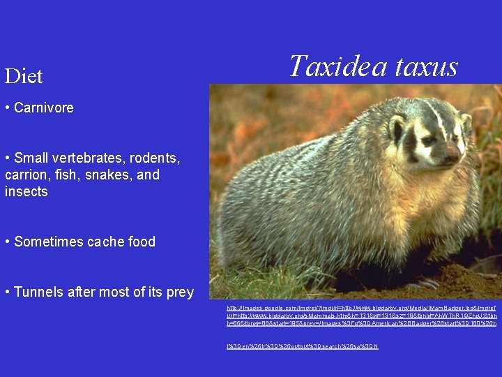 Diet Taxidea taxus • Carnivore • Small vertebrates, rodents, carrion, fish, snakes, and insects