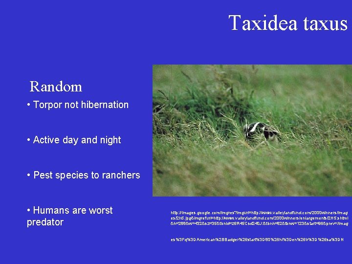 Taxidea taxus Random • Torpor not hibernation • Active day and night • Pest