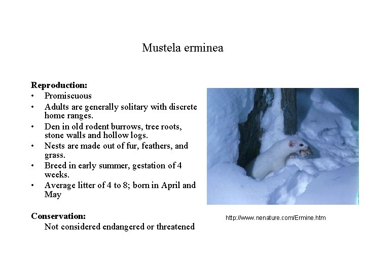 Mustela erminea Reproduction: • Promiscuous • Adults are generally solitary with discrete home ranges.