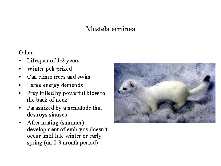 Mustela erminea Other: • Lifespan of 1 -2 years • Winter pelt prized •