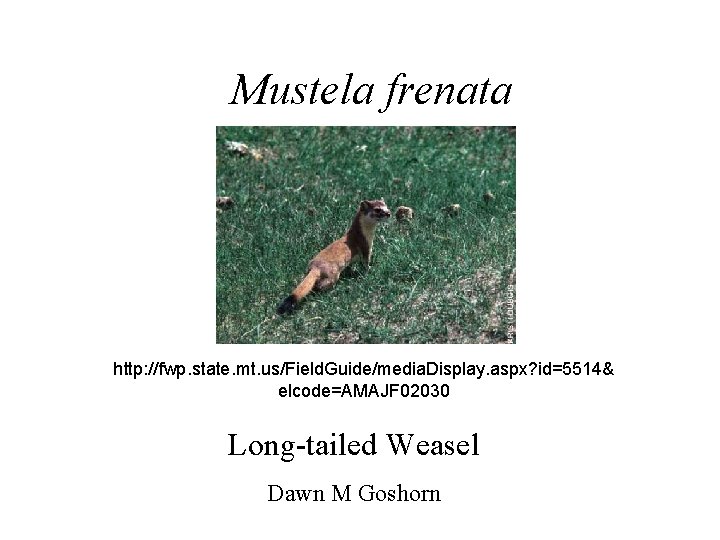 Mustela frenata http: //fwp. state. mt. us/Field. Guide/media. Display. aspx? id=5514& elcode=AMAJF 02030 Long-tailed