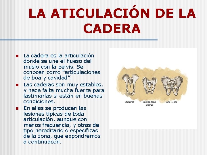 LA ATICULACIÓN DE LA CADERA n n n La cadera es la articulación donde