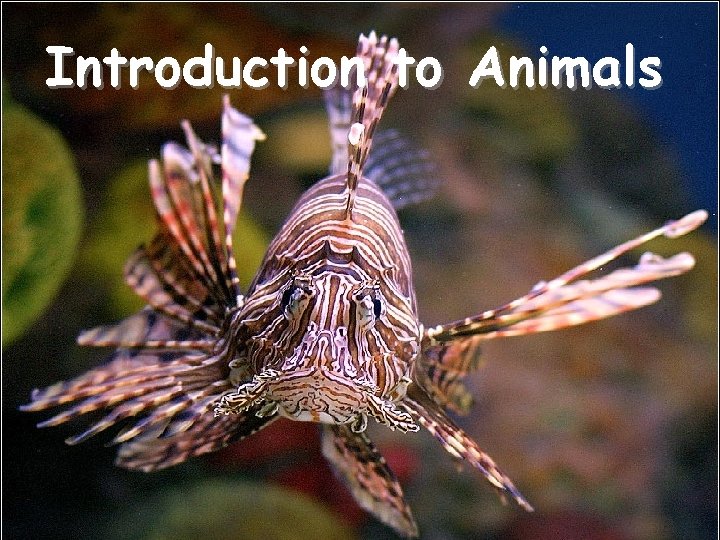 Introduction to Animals 