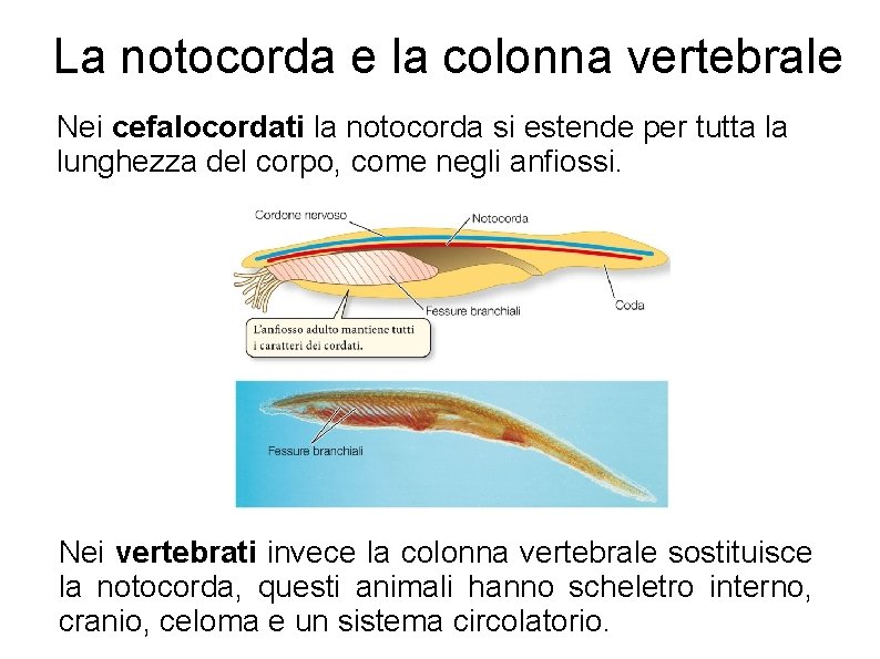 La notocorda e la colonna vertebrale Nei cefalocordati la notocorda si estende per tutta