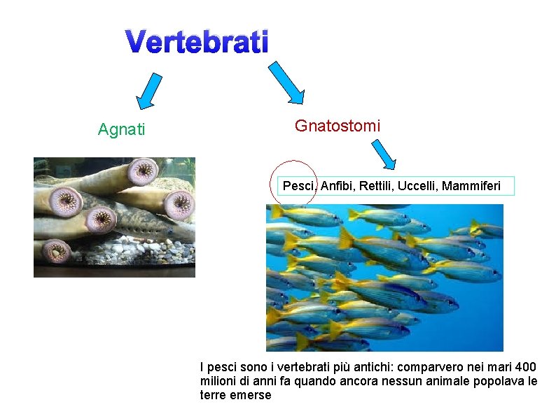 Vertebrati Agnati Gnatostomi Pesci, Anfibi, Rettili, Uccelli, Mammiferi I pesci sono i vertebrati più