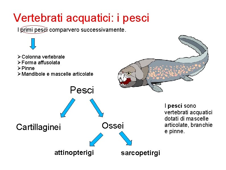 Vertebrati acquatici: i pesci I primi pesci comparvero successivamente. ØColonna vertebrale ØForma affusolata ØPinne