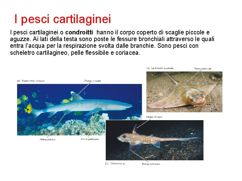 I pesci cartilaginei o condroitti hanno il corpo coperto di scaglie piccole e aguzze.
