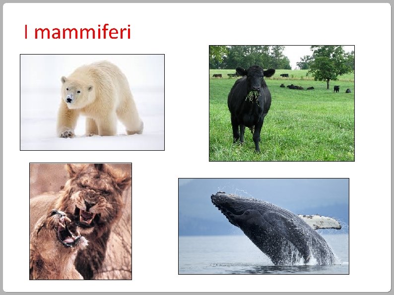 I mammiferi 