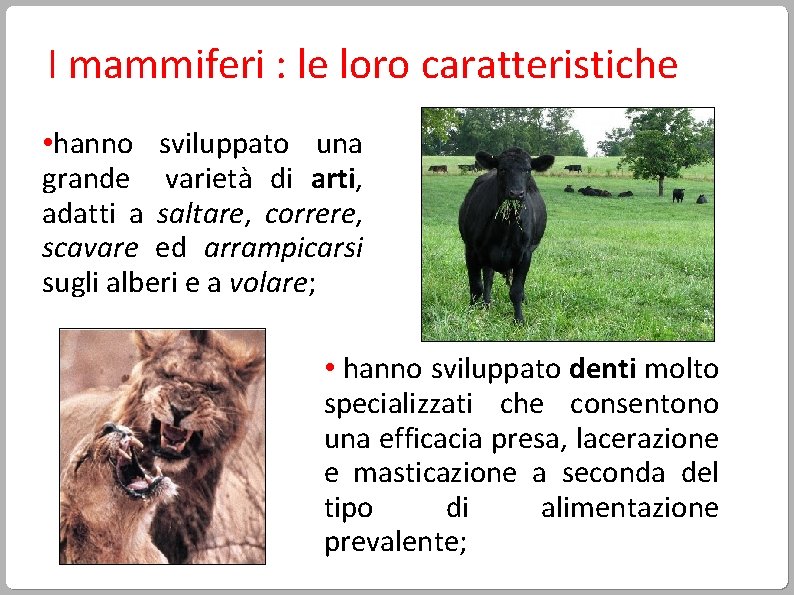 I mammiferi : le loro caratteristiche • hanno sviluppato una grande varietà di arti,