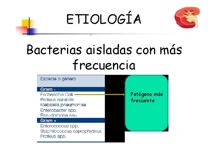 ETIOLOGÍA Bacterias aisladas con más frecuencia Patógeno más frecuente 