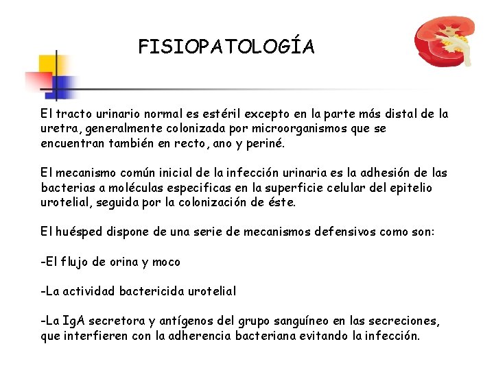 FISIOPATOLOGÍA El tracto urinario normal es estéril excepto en la parte más distal de