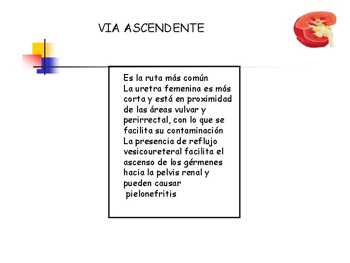 VIA ASCENDENTE Es la ruta más común La uretra femenina es más corta y