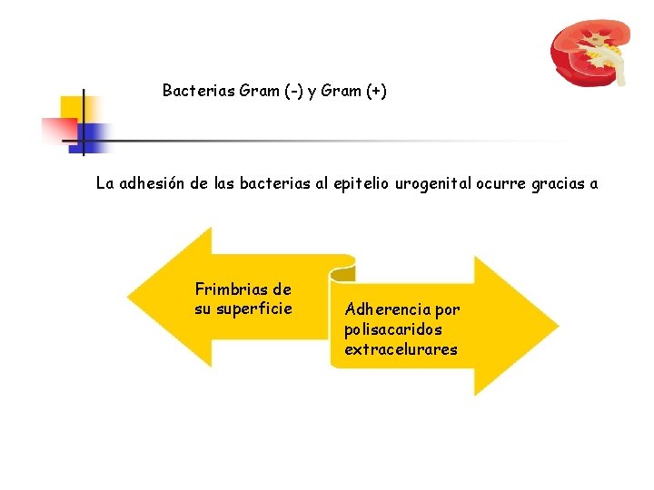 Bacterias Gram (-) y Gram (+) La adhesión de las bacterias al epitelio urogenital