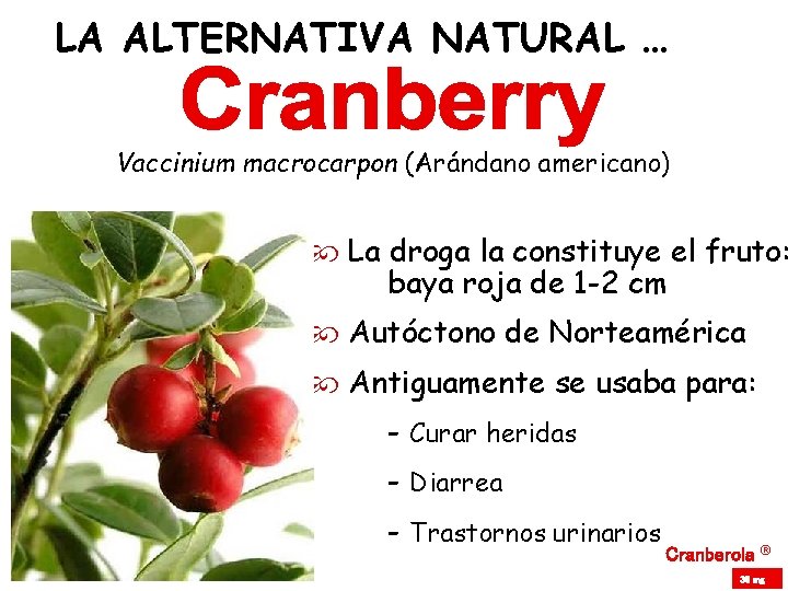 LA ALTERNATIVA NATURAL … Vaccinium macrocarpon (Arándano americano) La droga la constituye el fruto: