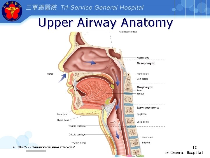 Upper Airway Anatomy 1. http: //www. therespiratorysystem. com/pharynx/ 10 Tri-Service General Hospital 