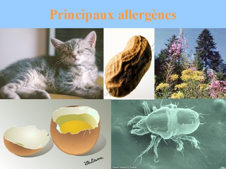 Principaux allergènes 