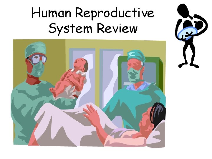 Human Reproductive System Review 