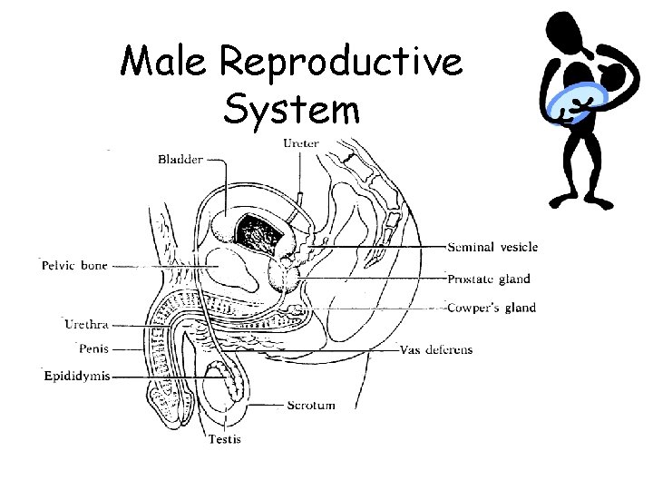 Male Reproductive System 