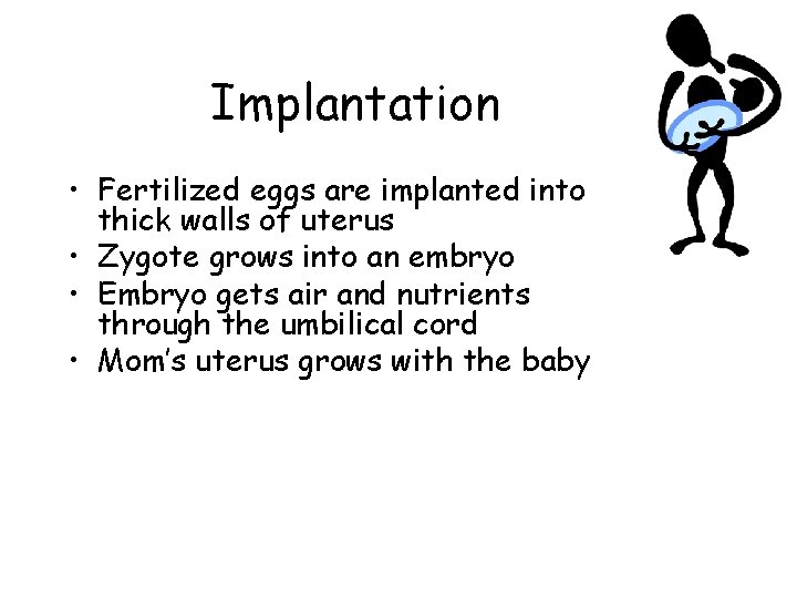 Implantation • Fertilized eggs are implanted into thick walls of uterus • Zygote grows