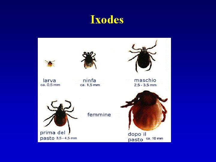 Ixodes 