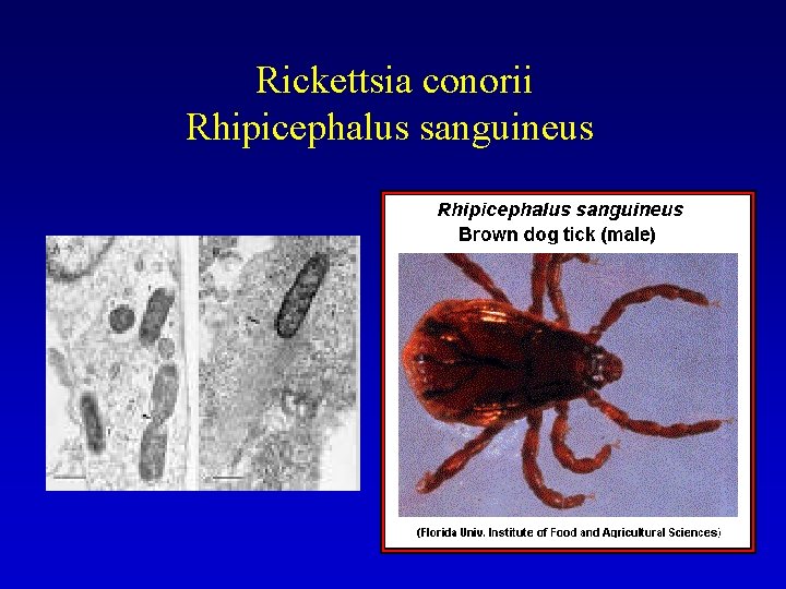 Rickettsia conorii Rhipicephalus sanguineus 