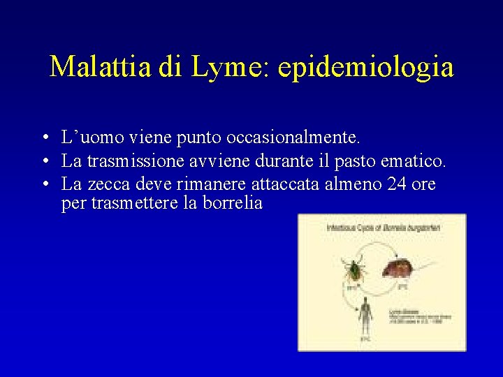 Malattia di Lyme: epidemiologia • L’uomo viene punto occasionalmente. • La trasmissione avviene durante