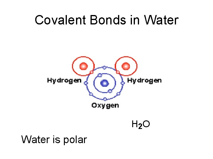 Covalent Bonds in Water H 2 O Water is polar 