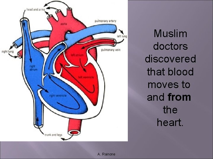 Muslim doctors discovered that blood moves to and from the heart. A. Rainone Muslim doctors discovered that blood moves to and from the heart. A. Rainone