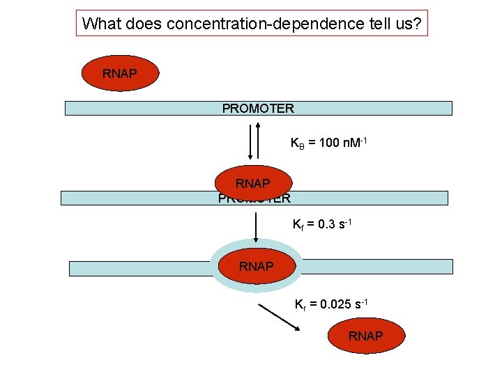 What does concentration-dependence tell us? RNAP PROMOTER KB = 100 n. M-1 RNAP PROMOTER