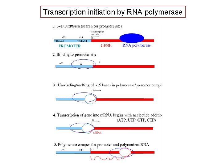 Transcription initiation by RNA polymerase 