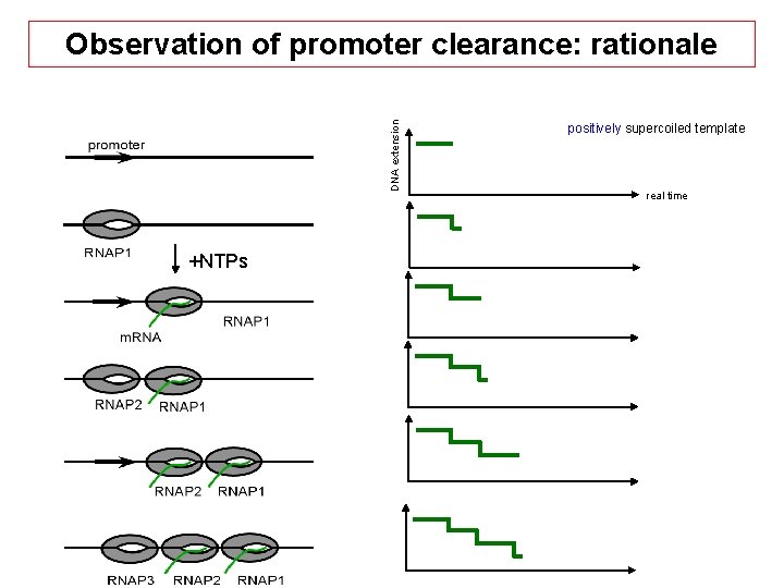 DNA extension Observation of promoter clearance: rationale +NTPs positively supercoiled template real time 