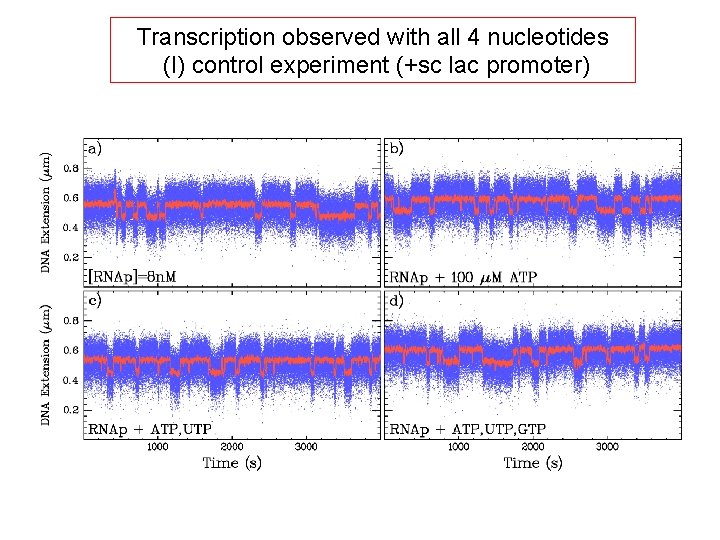 Transcription observed with all 4 nucleotides (I) control experiment (+sc lac promoter) 