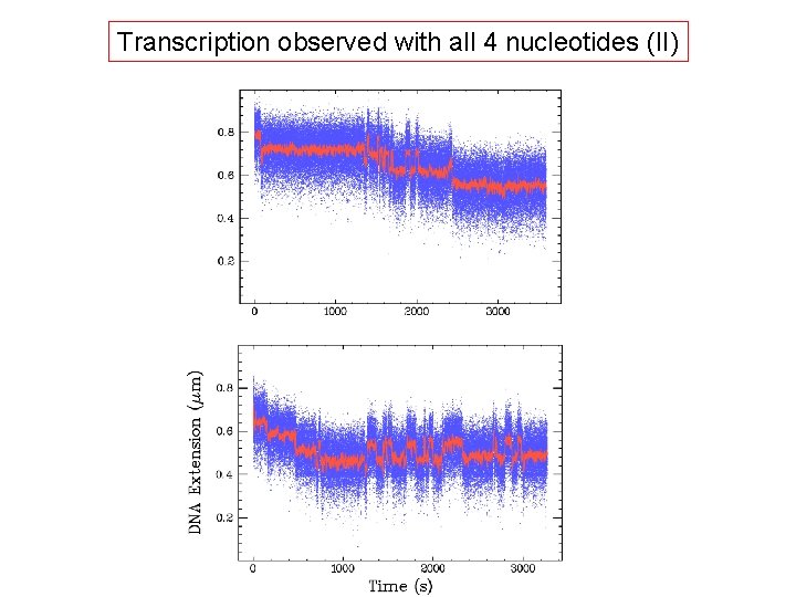 Transcription observed with all 4 nucleotides (II) 