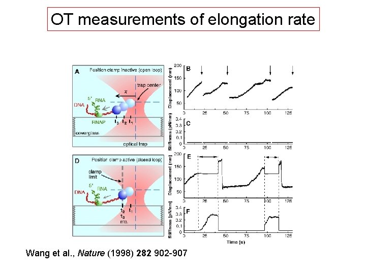 OT measurements of elongation rate Wang et al. , Nature (1998) 282 902 -907