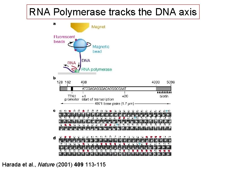 RNA Polymerase tracks the DNA axis Harada et al. , Nature (2001) 409 113