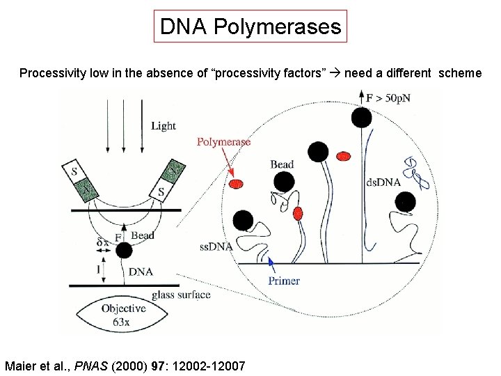 DNA Polymerases Processivity low in the absence of “processivity factors” need a different scheme