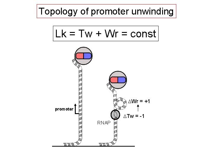 Topology of promoter unwinding Lk = Tw + Wr = const DWr = +1