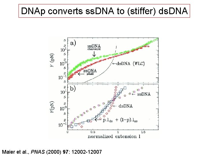 DNAp converts ss. DNA to (stiffer) ds. DNA Maier et al. , PNAS (2000)