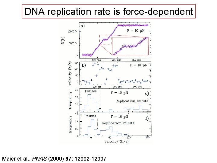 DNA replication rate is force-dependent Maier et al. , PNAS (2000) 97: 12002 -12007