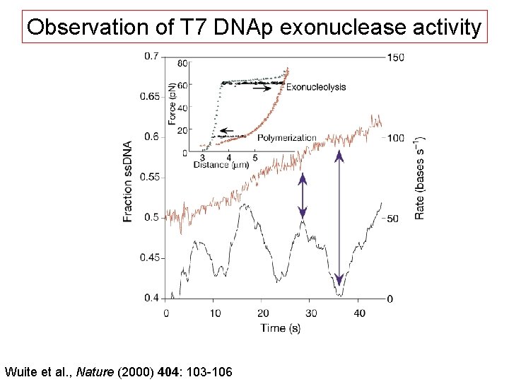 Observation of T 7 DNAp exonuclease activity Wuite et al. , Nature (2000) 404: