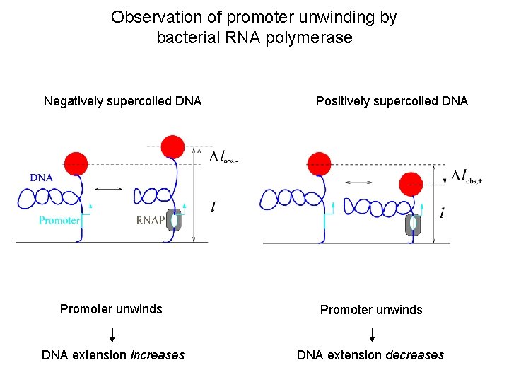 Observation of promoter unwinding by bacterial RNA polymerase Negatively supercoiled DNA Positively supercoiled DNA