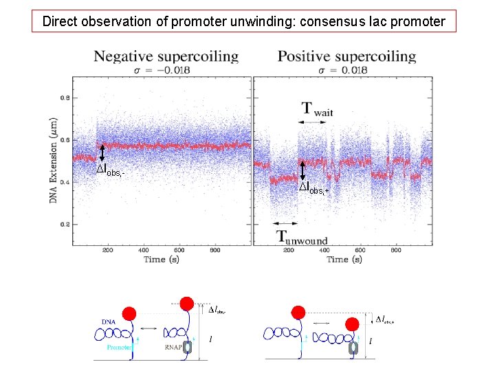 Direct observation of promoter unwinding: consensus lac promoter Dlobs, + 